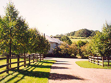 trees planted at driveway